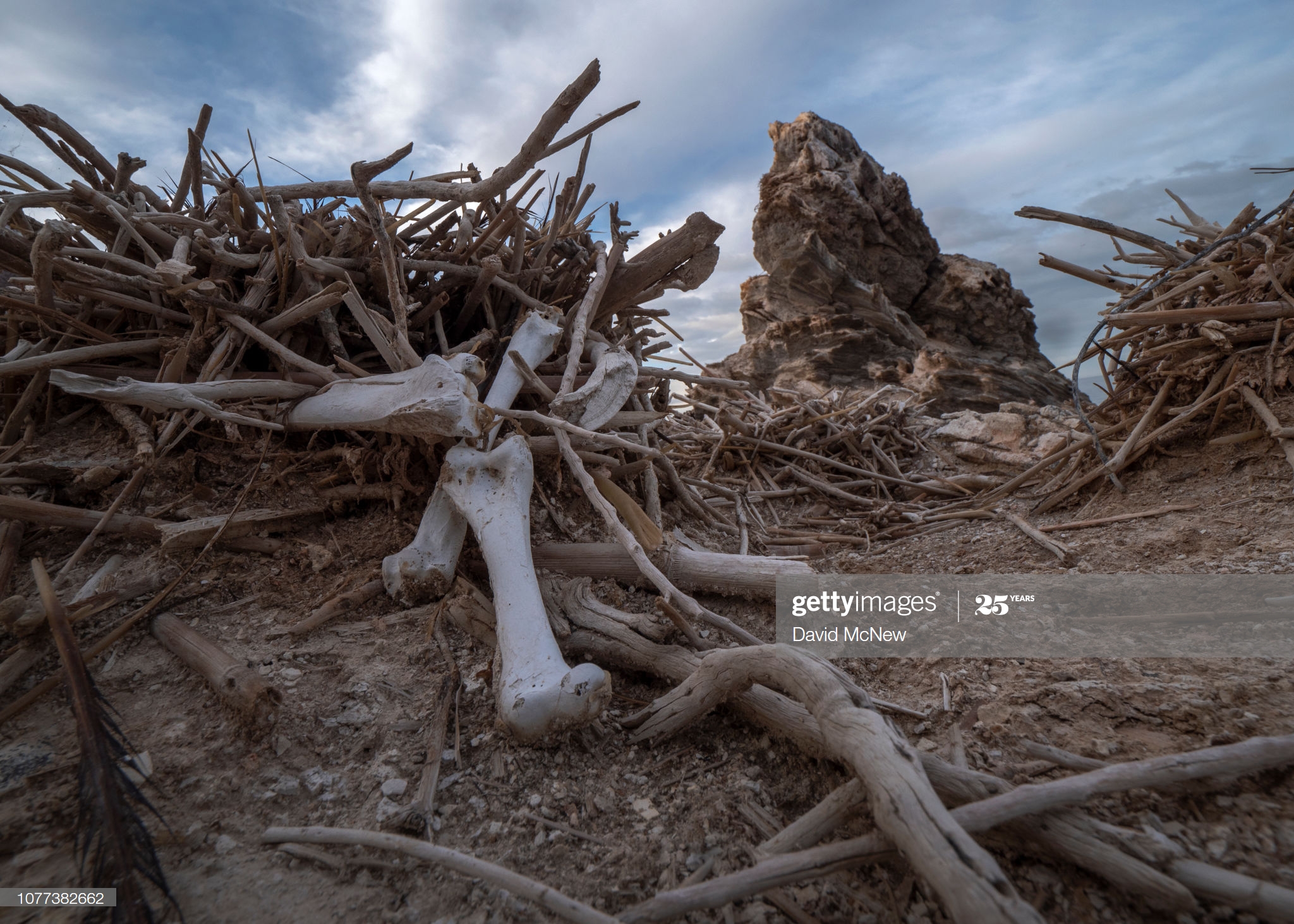 No Bones are too Dry