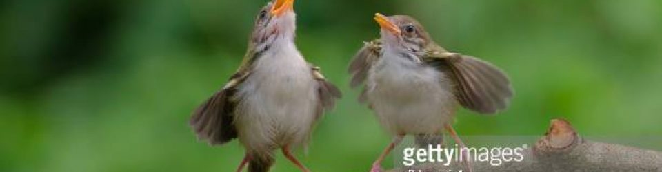 The Birds are Chirping