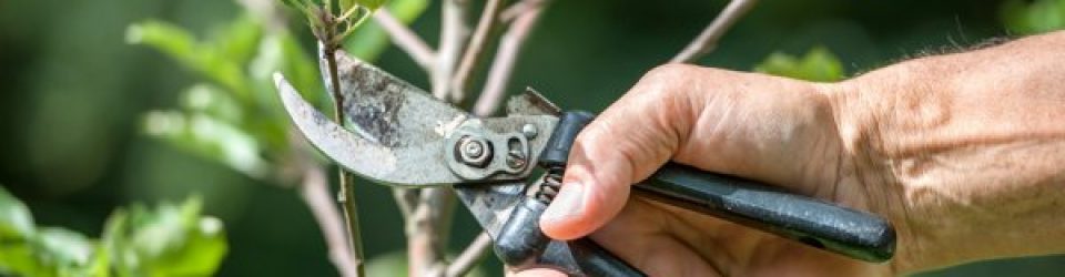 Creative Pruning