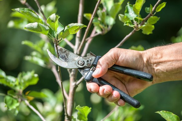 Creative Pruning